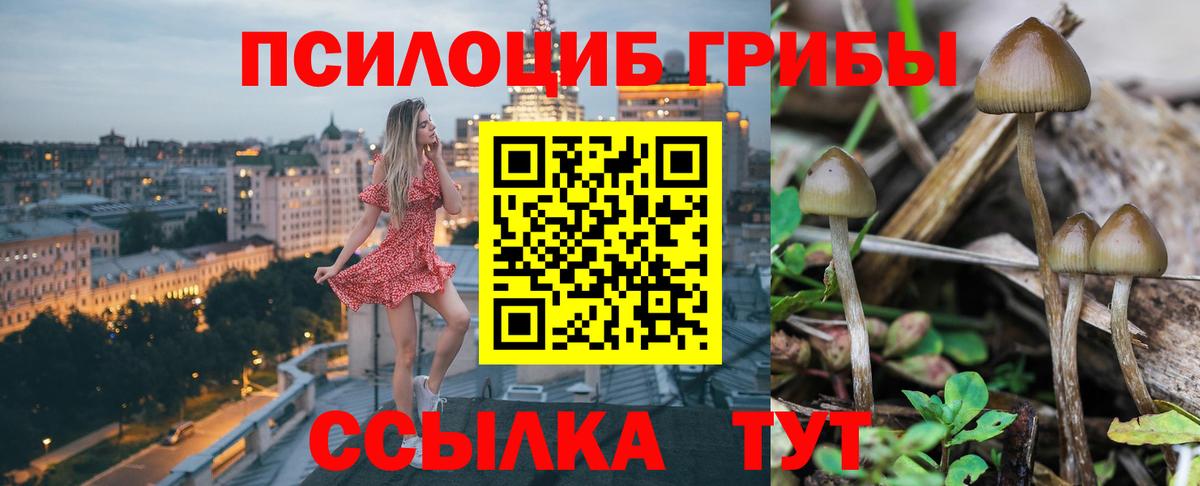 Галлюциногенные грибы Psilocybine cubensis Балашов